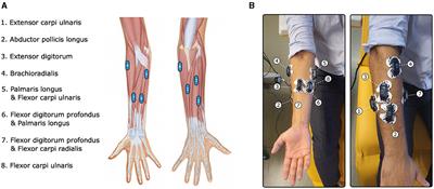 Machine learning for hand pose classification from phasic and tonic EMG signals during bimanual activities in virtual reality